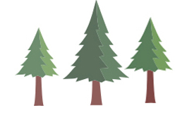 針葉樹イラスト